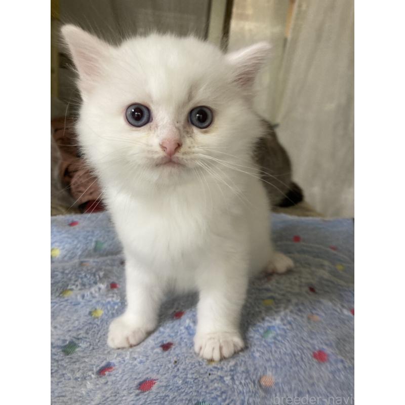 販売中の神奈川県のマンチカン-129912