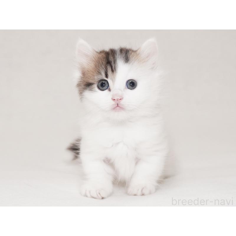 商談中の東京都のマンチカン(短足)-129863の4枚目