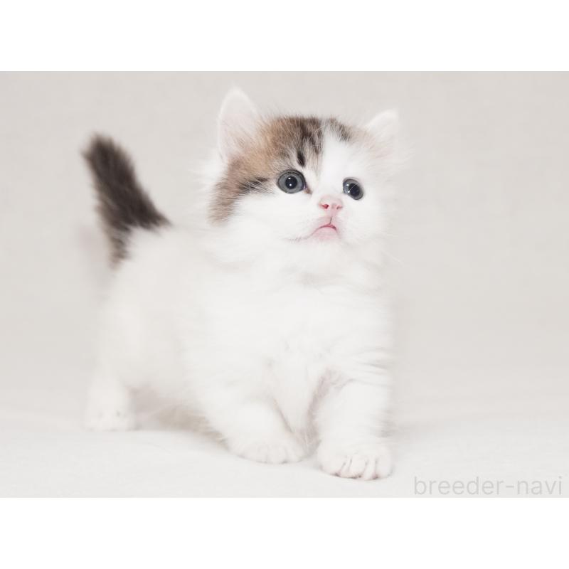 商談中の東京都のマンチカン(短足)-129863の3枚目