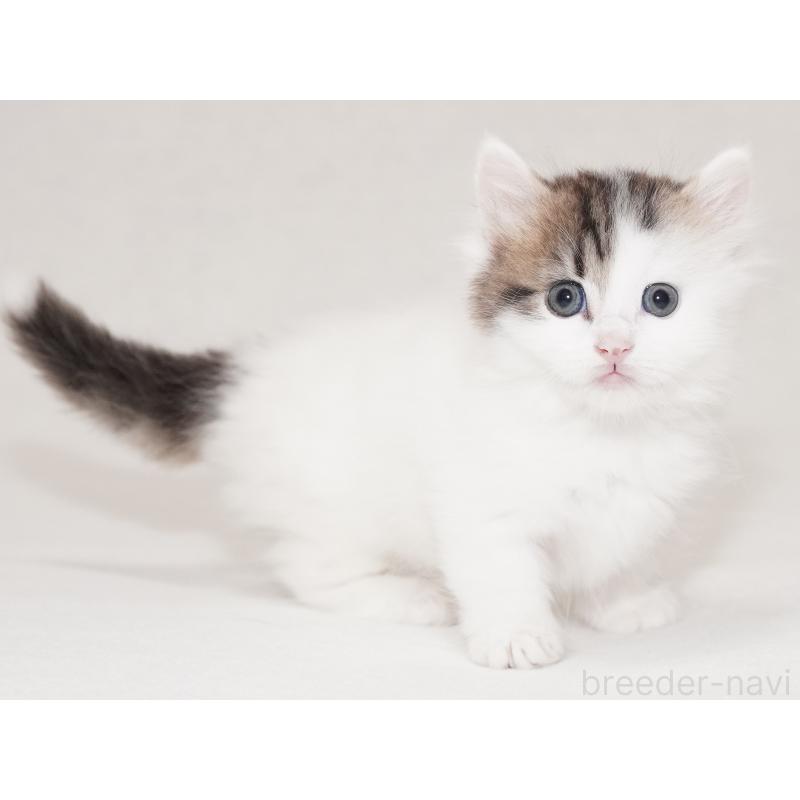 商談中の東京都のマンチカン(短足)-129863の2枚目