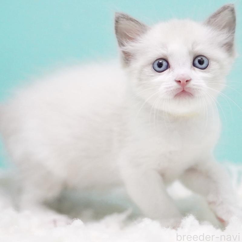 販売中の東京都のラグドール-129634