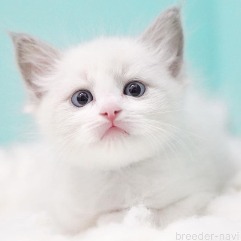 販売中の東京都のラグドール-129635