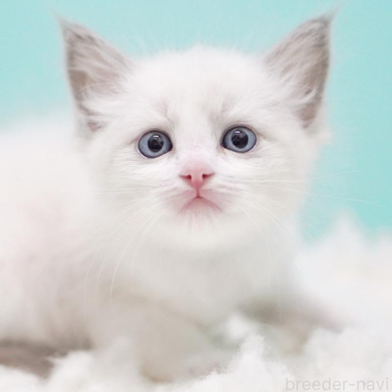 成約済の東京都のラグドール-129635の15枚目