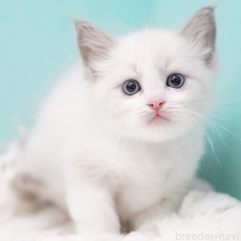 成約済の東京都のラグドール-129635の14枚目