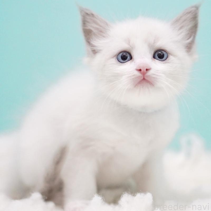 成約済の東京都のラグドール-129635の13枚目