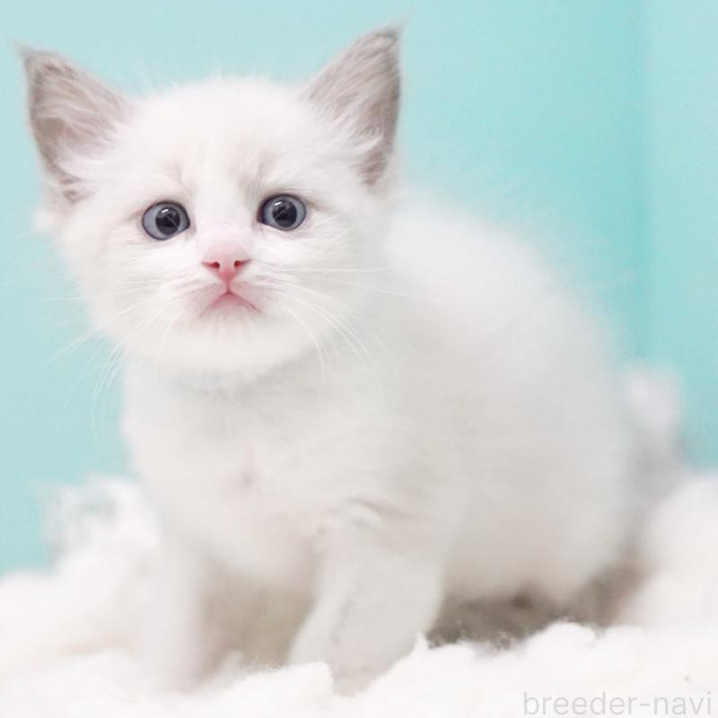 成約済の東京都のラグドール-129635の12枚目