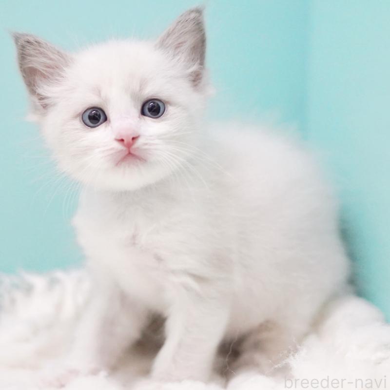 成約済の東京都のラグドール-129635の11枚目