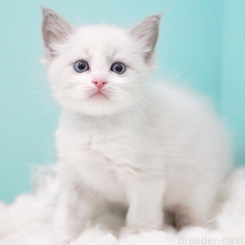 成約済の東京都のラグドール-129635の10枚目