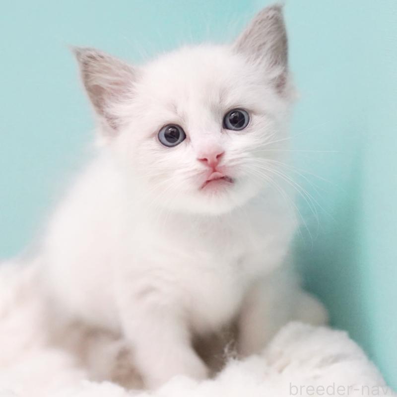 成約済の東京都のラグドール-129635の9枚目