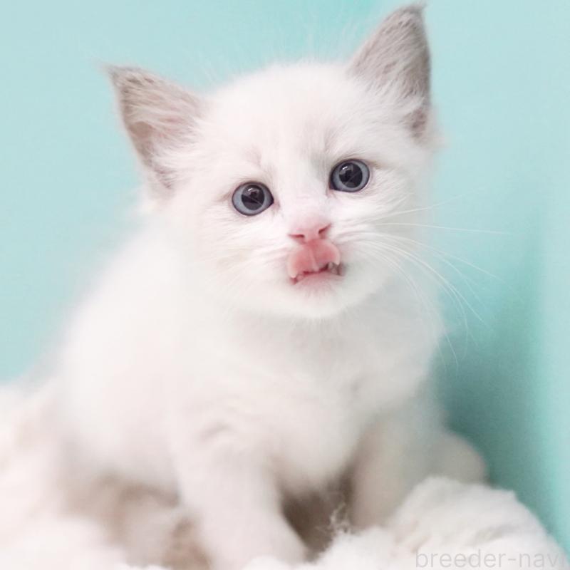 成約済の東京都のラグドール-129635の8枚目