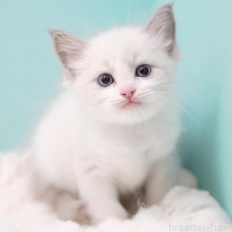 成約済の東京都のラグドール-129635の7枚目