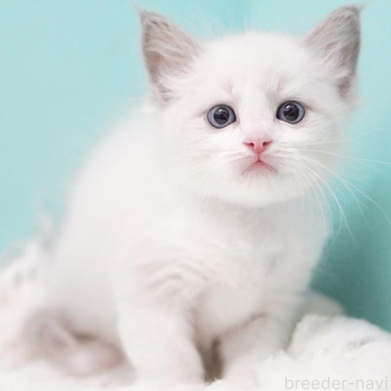 成約済の東京都のラグドール-129635の6枚目