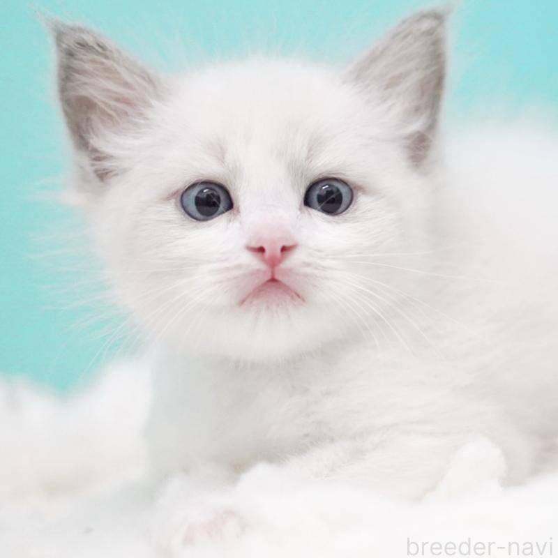 成約済の東京都のラグドール-129635の5枚目