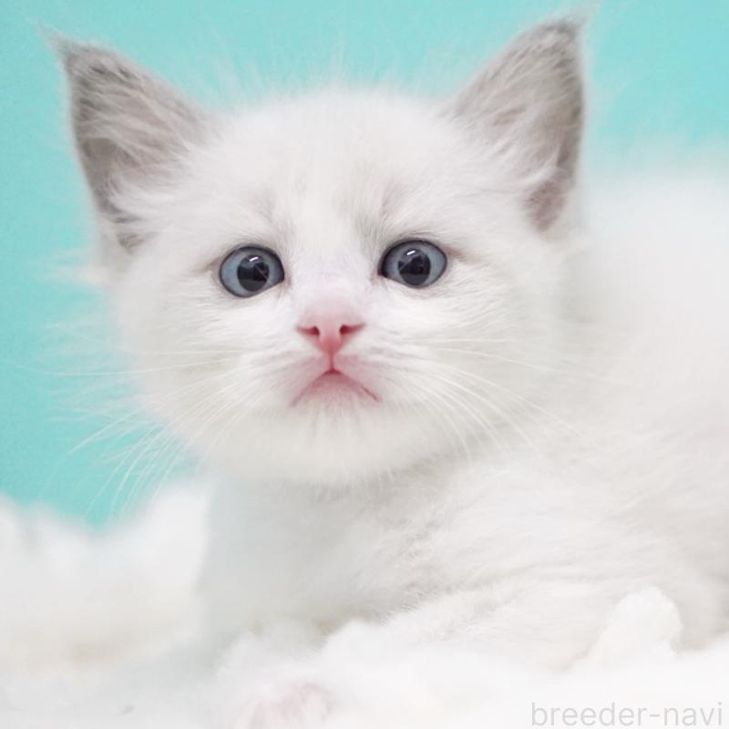 成約済の東京都のラグドール-129635の4枚目