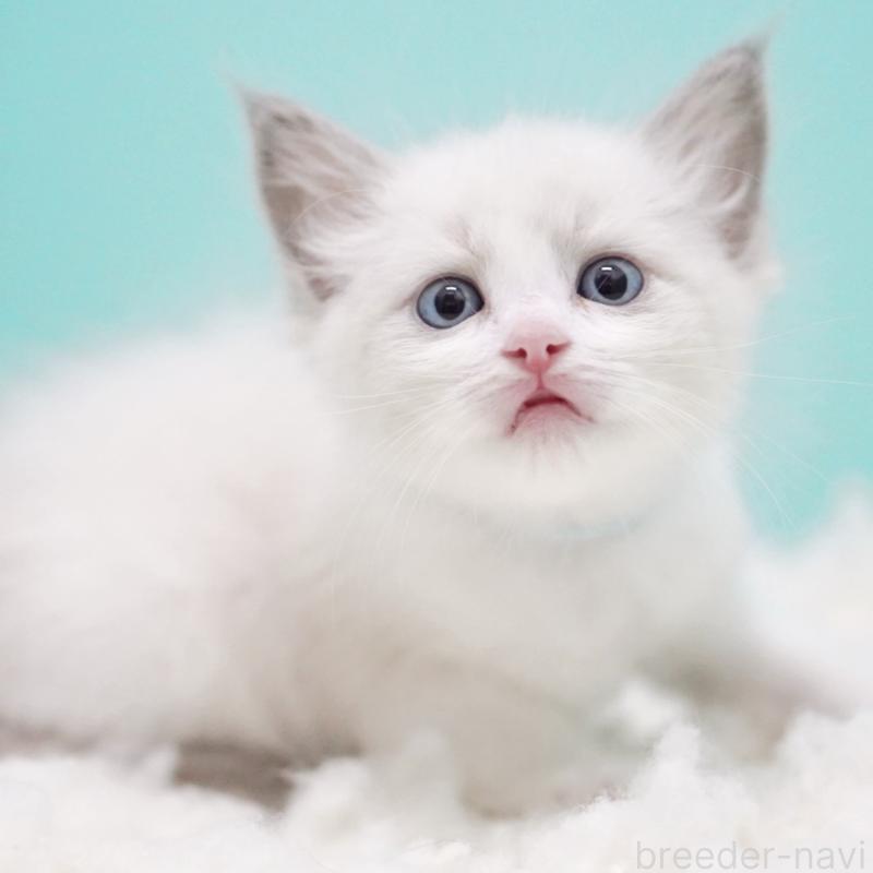 成約済の東京都のラグドール-129635の3枚目