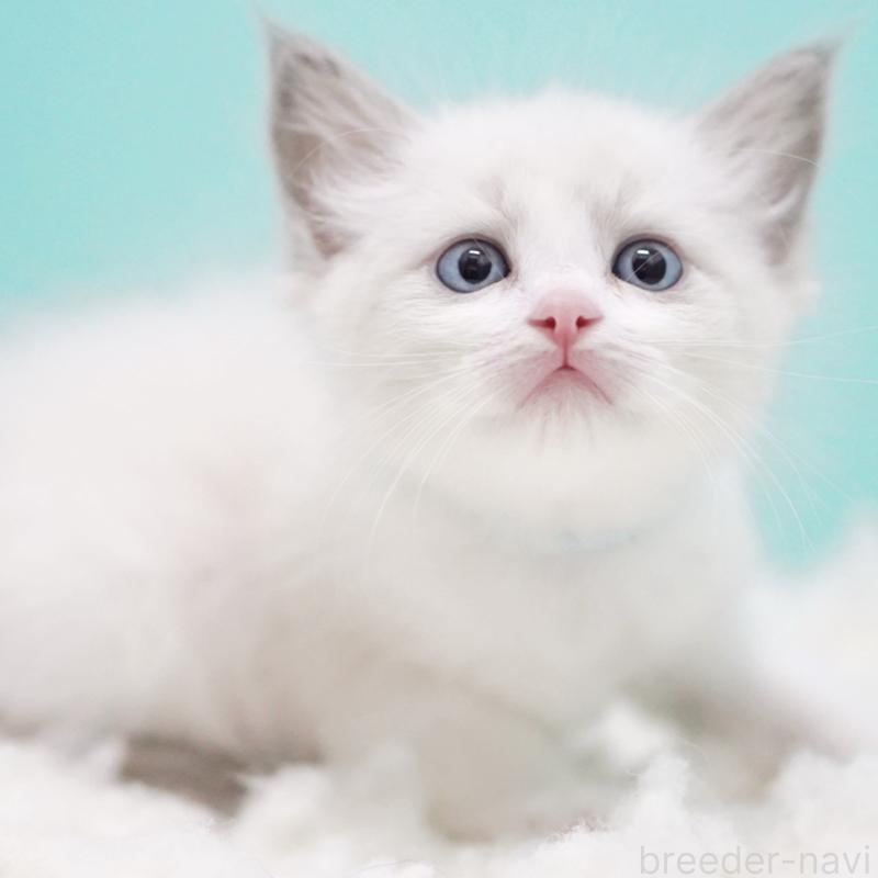 成約済の東京都のラグドール-129635の2枚目