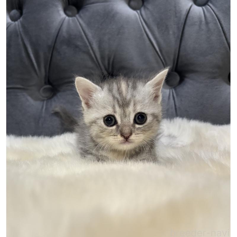 商談中の鹿児島県のマンチカン(短足)-129498の9枚目