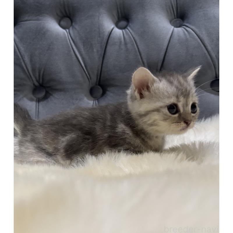 商談中の鹿児島県のマンチカン(短足)-129498の8枚目