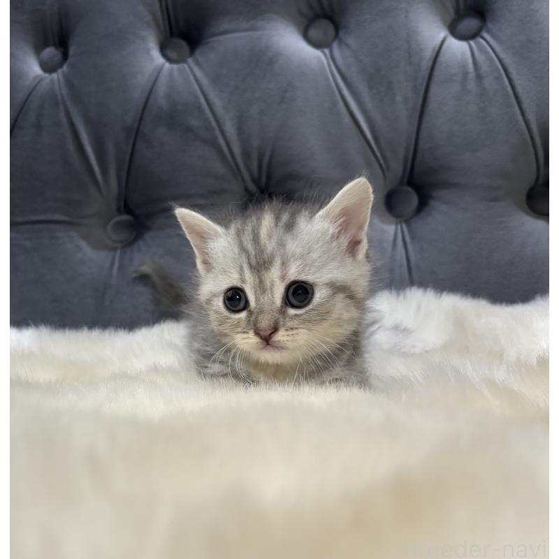 商談中の鹿児島県のマンチカン(短足)-129498の7枚目