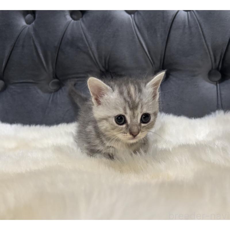 商談中の鹿児島県のマンチカン(短足)-129498の6枚目