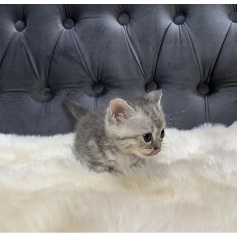 商談中の鹿児島県のマンチカン(短足)-129498の5枚目