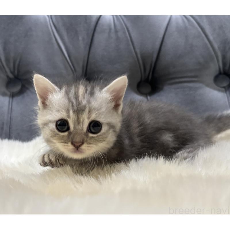 商談中の鹿児島県のマンチカン(短足)-129498の4枚目