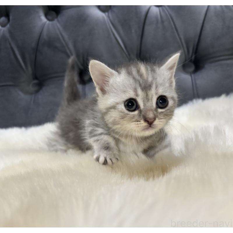 商談中の鹿児島県のマンチカン(短足)-129498の3枚目