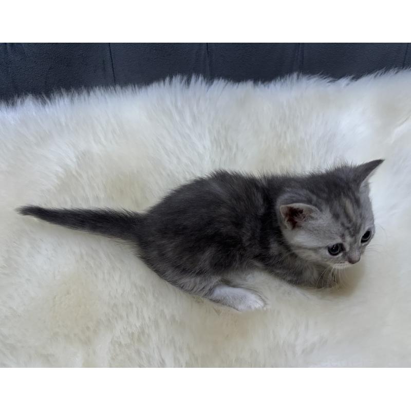 商談中の鹿児島県のマンチカン(短足)-129498の2枚目