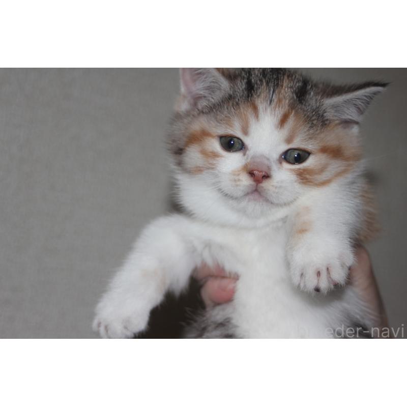 販売中の北海道のミックス-130331の1枚目