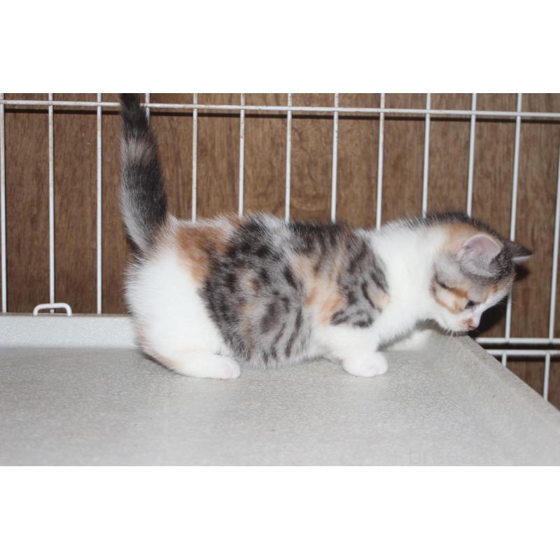 販売中の北海道のミックス-130331の3枚目