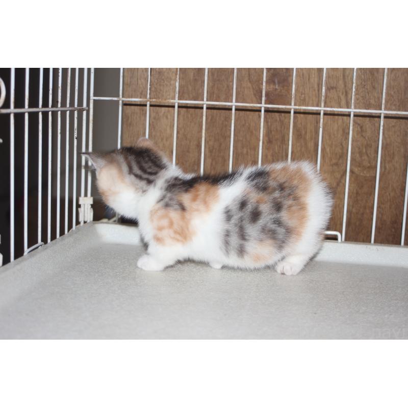 販売中の北海道のミックス-130331の2枚目