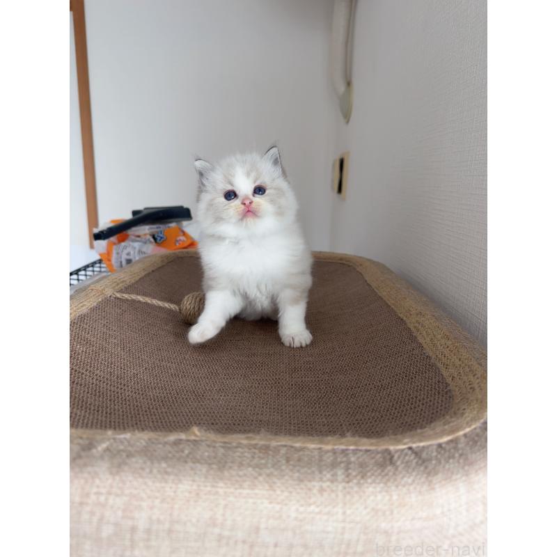 販売中の福岡県のラグドール-130332