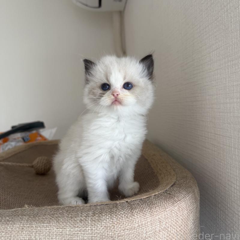 販売中の福岡県のラグドール-130333