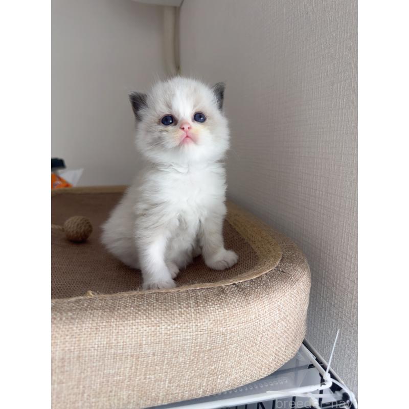 販売中の福岡県のラグドール-130334