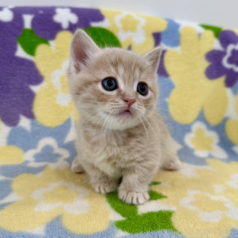 販売中の神奈川県のマンチカン-130335