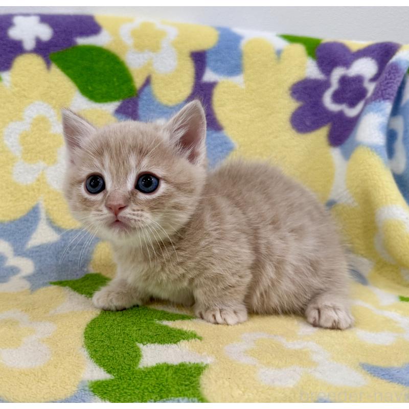 販売中の神奈川県のマンチカン-130335の9枚目