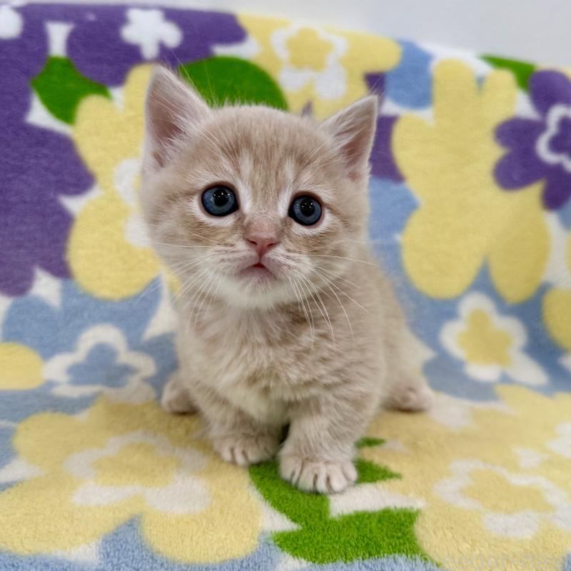 販売中の神奈川県のマンチカン-130335の8枚目