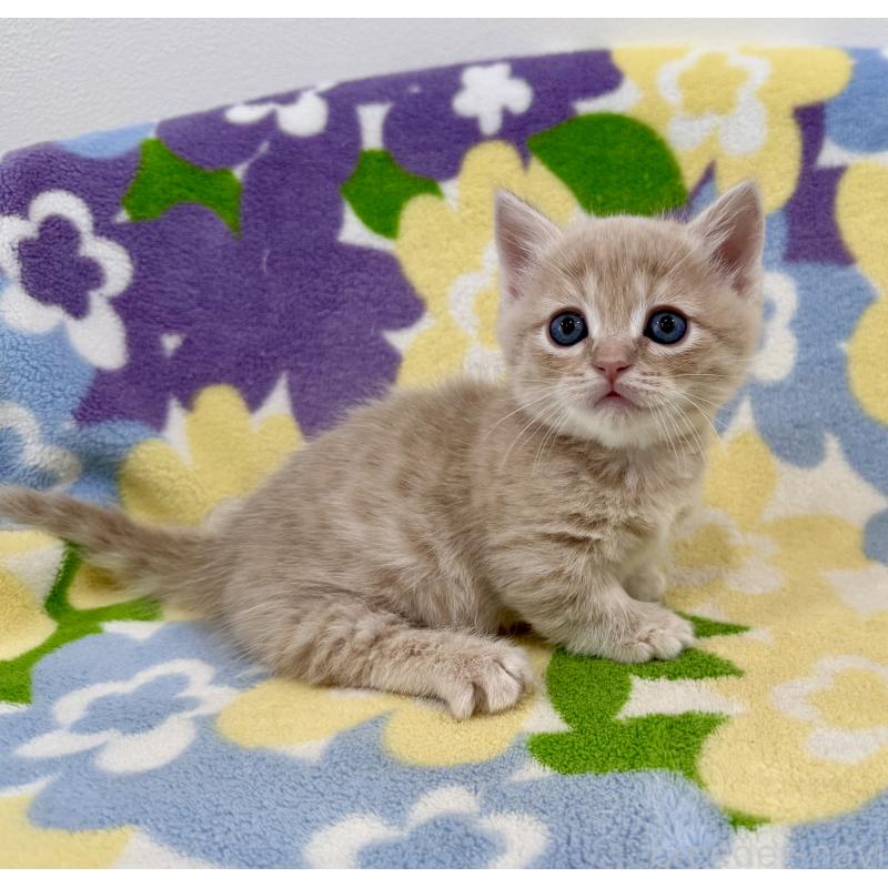 販売中の神奈川県のマンチカン-130335の7枚目