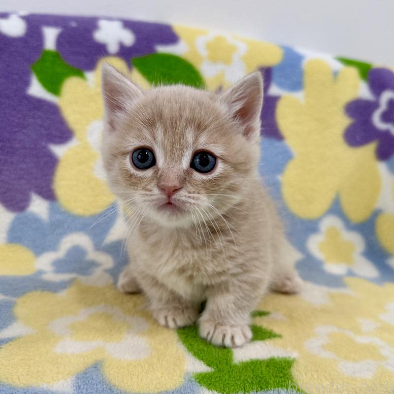 販売中の神奈川県のマンチカン-130335の6枚目