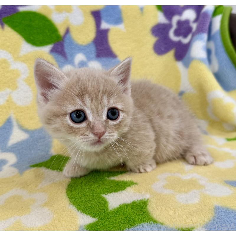 販売中の神奈川県のマンチカン-130335の5枚目