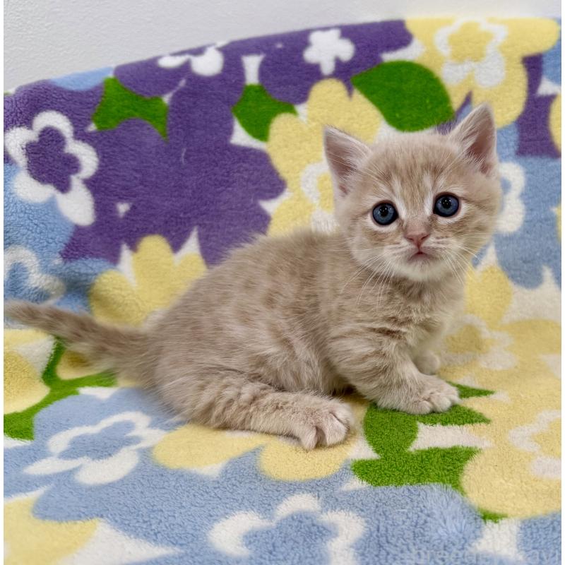 販売中の神奈川県のマンチカン-130335の4枚目