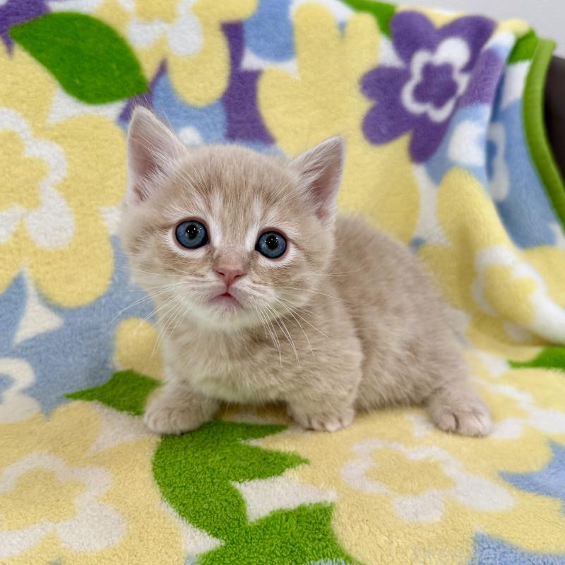 販売中の神奈川県のマンチカン-130335の3枚目