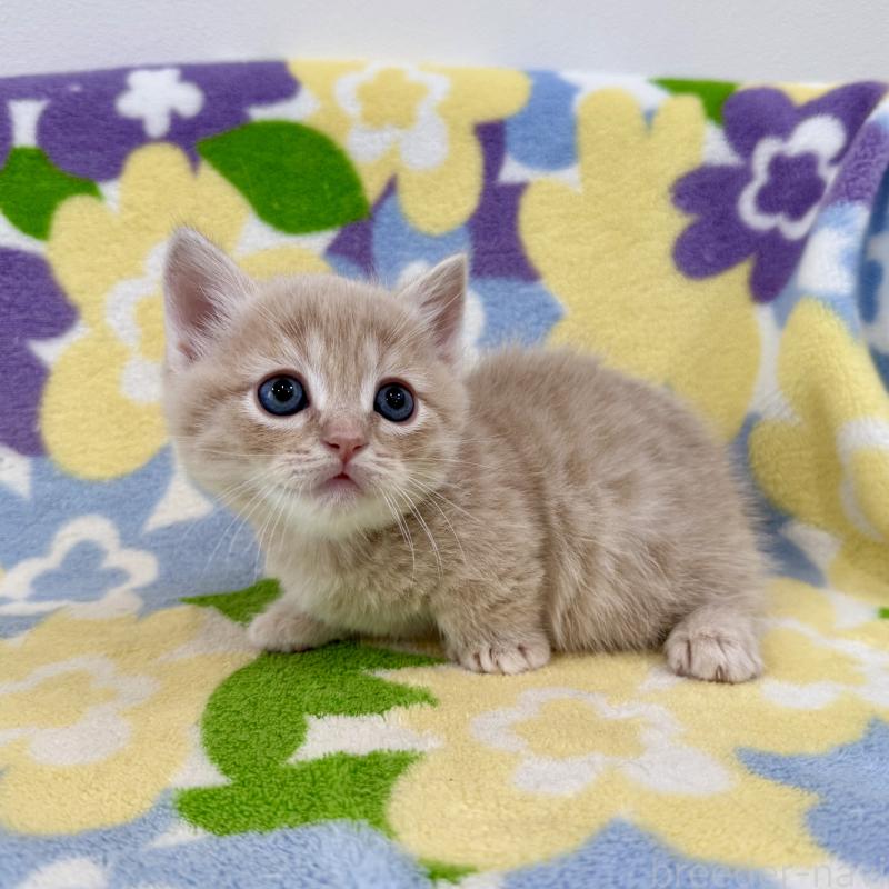 販売中の神奈川県のマンチカン-130335の2枚目