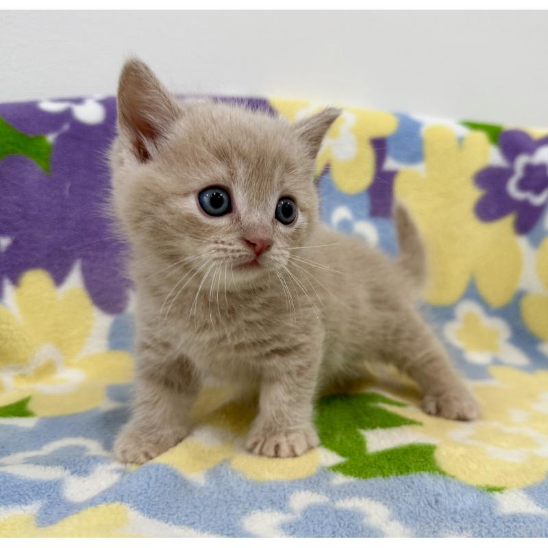 販売中の神奈川県のマンチカン-130336