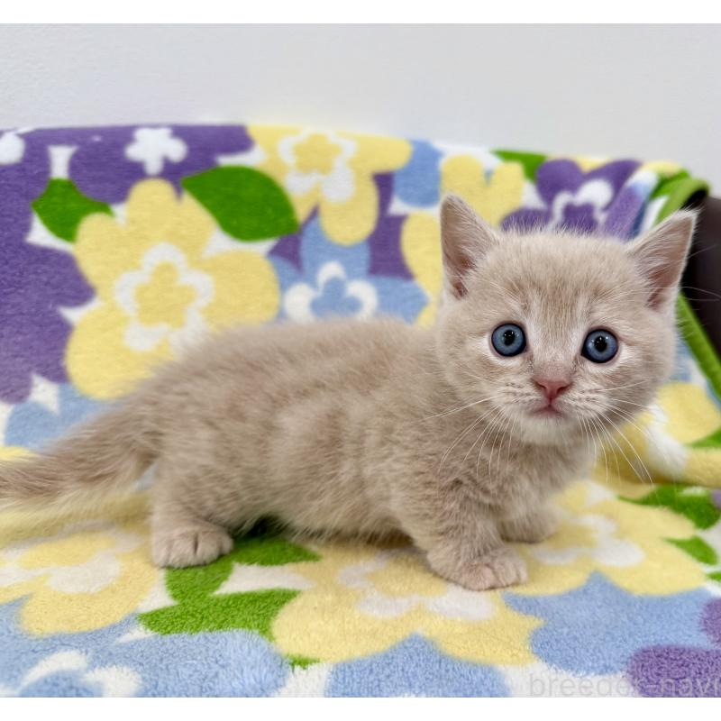 販売中の神奈川県のマンチカン-130336の9枚目