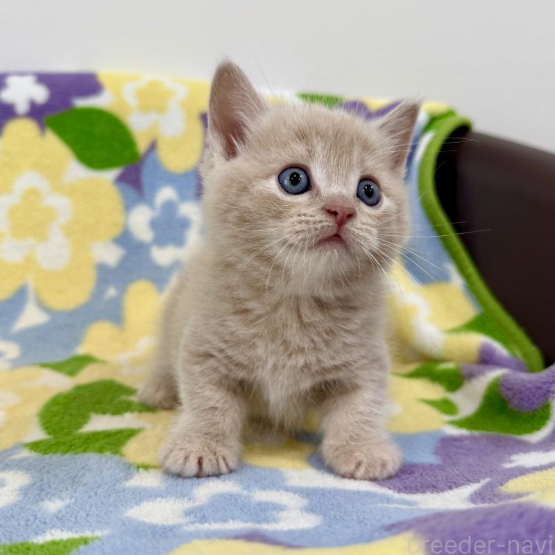 販売中の神奈川県のマンチカン-130336の8枚目