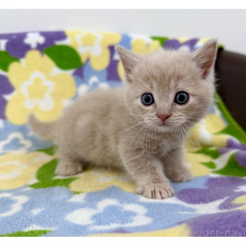 販売中の神奈川県のマンチカン-130336の7枚目