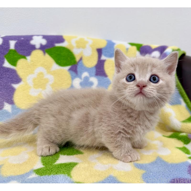 販売中の神奈川県のマンチカン-130336の6枚目