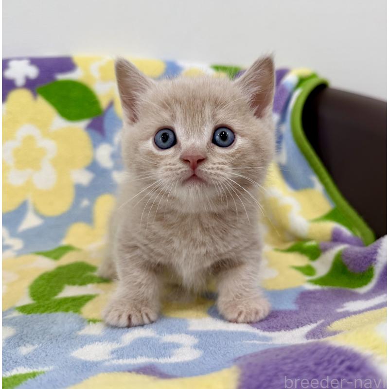 販売中の神奈川県のマンチカン-130336の5枚目