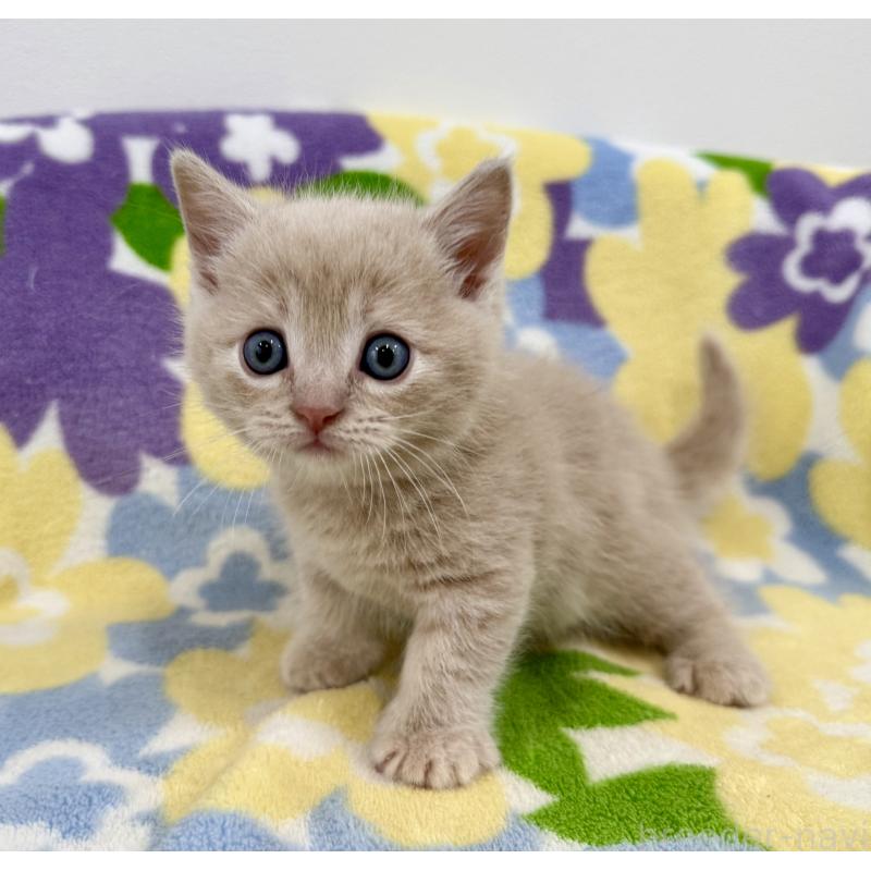 販売中の神奈川県のマンチカン-130336の4枚目